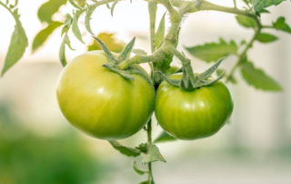 Grüne Tomaten sind im Gemüseladen eher die Ausnahme, aber wann sind sie eigentlich reif?