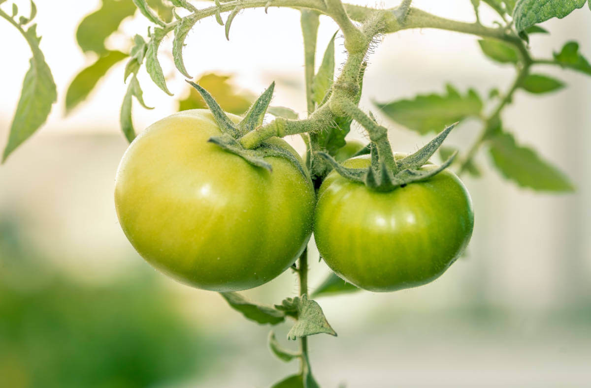 Grüne Tomaten sind ein echter Hingucker, aber wie erkennt man, wann grüne Tomaten reif sind? Die wichtigsten Tipps & Sorten im Überblick.