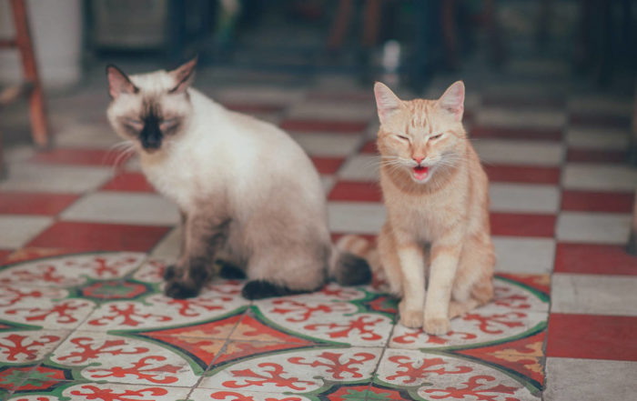 Erfahren Sie, wie sich Katzen bei einer Katzenzusammenführung verhalten und was gute Zeichen bei der Vergesellschaftung sind.