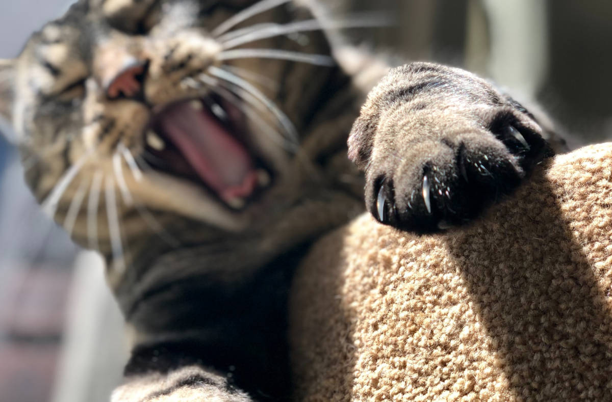 Krallen sind für Katzen unverzichtbar, aber warum sind Katzenkrallen immer scharf? Die Gründe haben wir hier für Sie zusammengefasst.
